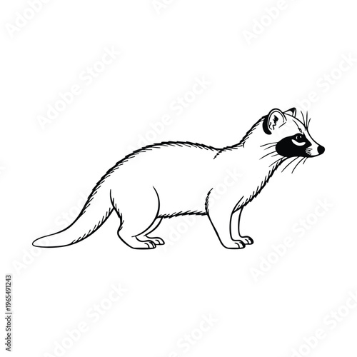 Black and white line drawing illustration of a masked ferret-like animal standing on a white background, depicted in a simple graphic style.