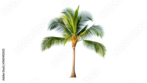 Isolated tropical palm tree with vibrant green fronds, perfect for summer vacation designs