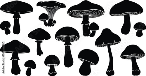 Black Mushrooms Isolated on White Background