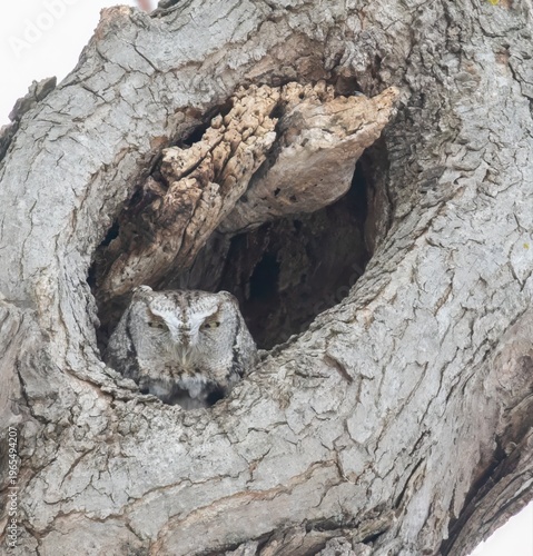 Eastern Screech Owl