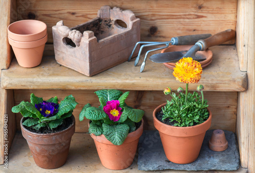 colorful flowers potted arrangement purple primrose and yellow buttercup on a...