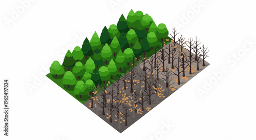 Divided forest with lush green trees and barren, leafless trees