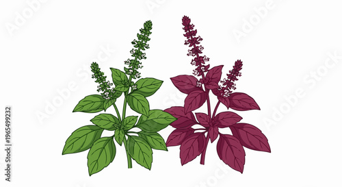 Two leafy plants, one green, one purple, with white flower spikes