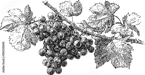 Vintage grapevine illustration with ripe grape cluster and vine leaves detailed line art