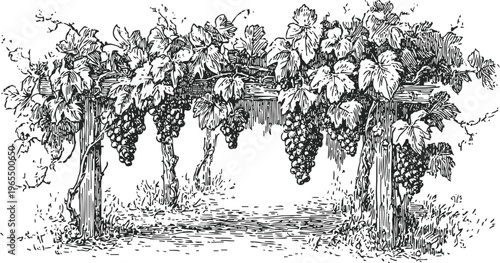 Vintage grapevine trellis with ripe hanging grape clusters and leafy canopy illustration