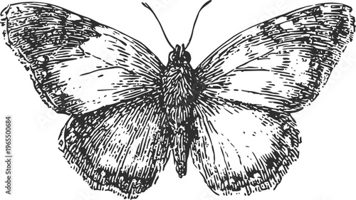 Detailed vintage butterfly illustration with spread wings showing texture and patterns