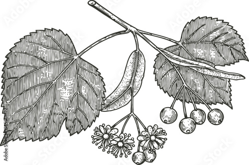 linden tree branch with detailed leaves, flowers, seeds, and berries botanical illustration