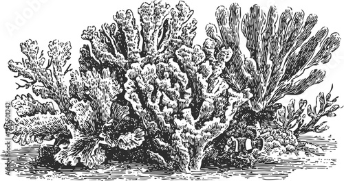 Detailed black and white illustration of coral reef with various coral types and clownfish