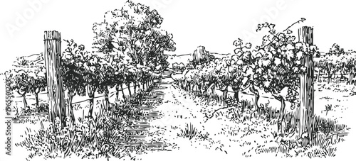 black and white vineyard landscape rows of grapevines with wooden posts and foliage