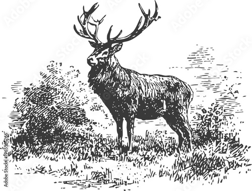 Majestic stag with large antlers standing in natural forest clearing, wildlife animal nature scene