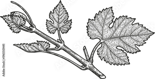 Grapevine branch with detailed leaves illustration vintage botanical design with textured leaf veins and stem