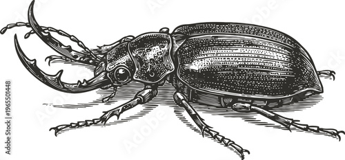 Detailed vintage illustration of a stag beetle with large mandibles and segmented legs