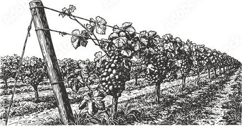 Vineyard with ripe grape clusters on trellis posts stretching into distance vintage agricultural illustration