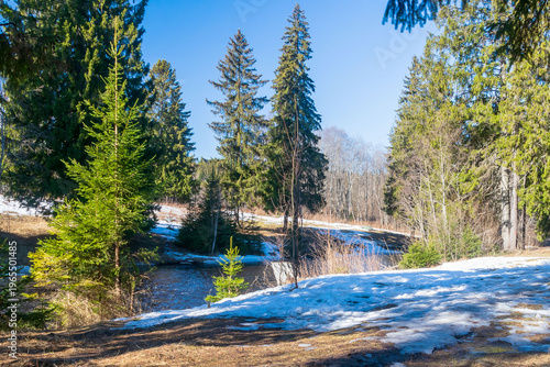 Spring March daytime landscape, suburban forest area.