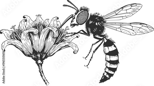 Bee collecting nectar from flower detailed insect pollination process with wings and petals black and white botanical illustration