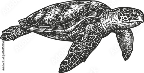 Detailed hand drawn sea turtle illustration swimming in ocean, marine wildlife, coastal nature sketch