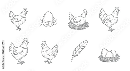 Hand-drawn vector set of chickens, hens, eggs in nests, and a feather in a vintage engraving style for poultry farm branding