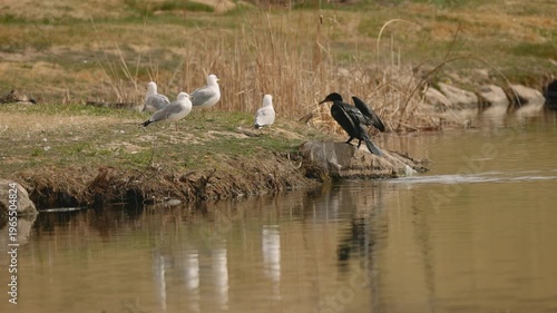 Cormorant approaches Seagulls Funny Wildlife Interaction by Lake