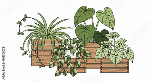 A variety of potted houseplants arranged in wooden crates