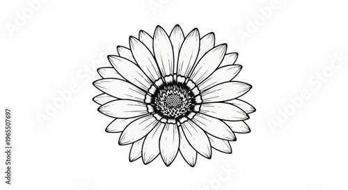 Black and white line drawing of a single flower with many petals