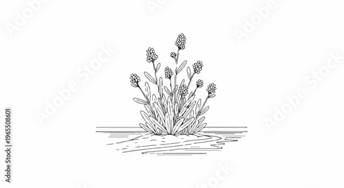 Delicate line drawing of a lavender plant in bloom