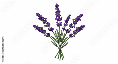 Delicate purple lavender flowers arranged in a fan shape