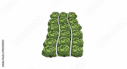 Green cabbages lined up in three rows, creating a layered effect