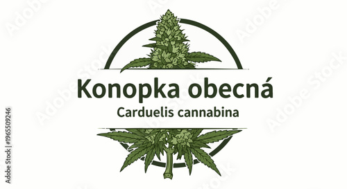 Green cannabis plants with scientific name in a circular emblem
