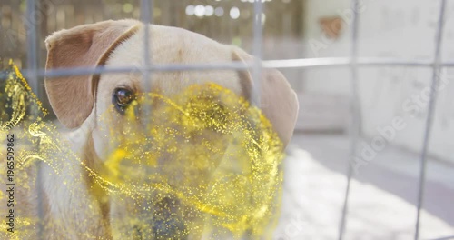 Two dogs sniffing wire fence following flower entering, gold particle overlay drifting for pet care