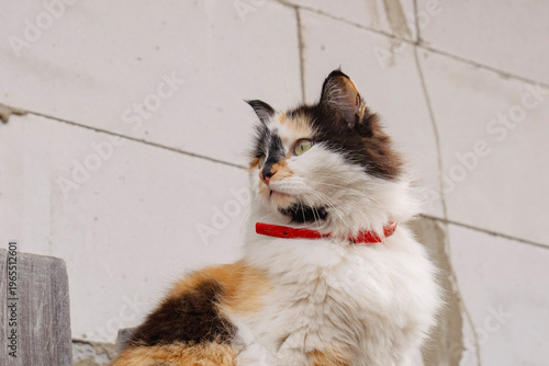 Fluffy Tricolor Cat with Yellow Eyes and Red Collar Sitting Outdoors on Wooden Fence