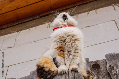 Fluffy Tricolor Cat with Yellow Eyes and Red Collar Sitting Outdoors on Wooden Fence