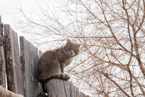 Tabby cat on the fence