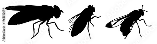 Firefly silhouette set with night sky background and glowing wings featuring insects, glow, nocturnal with vector and minimalist