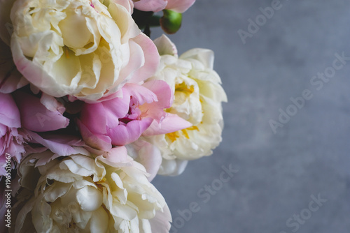 Heap of beautiful fresh colorful peonies in full bloom on gray background, top down view.