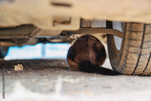 Thai Siamese cat sitting under the car. Danger of free ranging