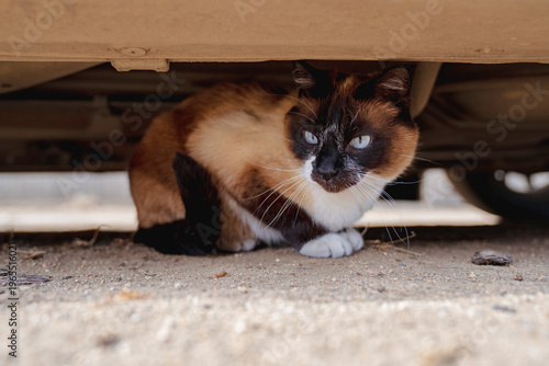 Thai Siamese cat sitting under the car. Danger of free ranging