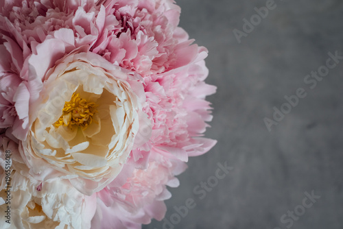 Heap of beautiful fresh colorful peonies in full bloom on gray background, top down view. Copy space for text.
