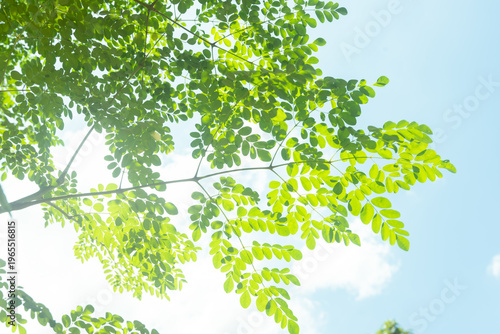 Cuadro en lienzo Bright natural scene of Moringa oleifera branch with delicate leaflets illuminated by sunlight under a clear blue sky
