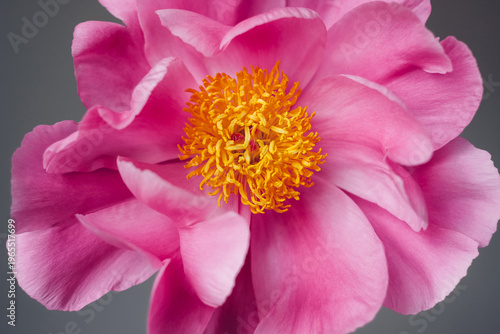 One single magenta pink peony flower in full bloom against gray background, close-up view. Spring or summer bloom.