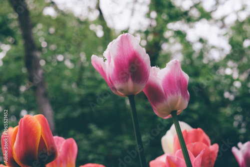 Beautiful colorful tulips in full bloom, close-up view. Floral spring background. Natural texture.
