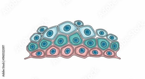 Microscopic view of layered cells with nuclei, science illustration