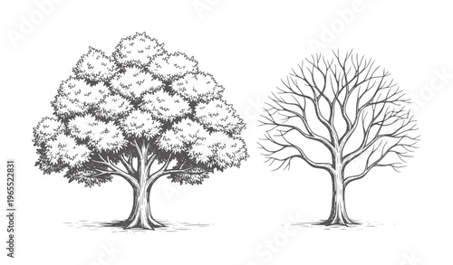 Lush green tree and bare winter tree side by side trees nature seasons growth