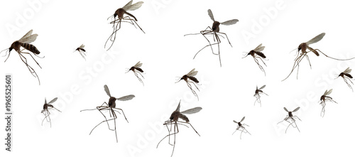 Swarm of mosquitoes flying isolated on white background