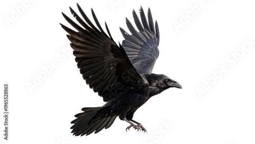 Foto Large black crow flies with wings spread wide isolated on transparent background