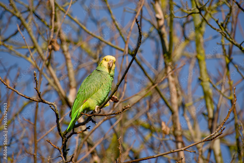 Naklejka premium Yellow-headed amazon parrot holding walnut on bare tree branch looking at camera