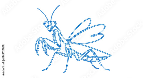 Detailed drawing of a praying mantis.