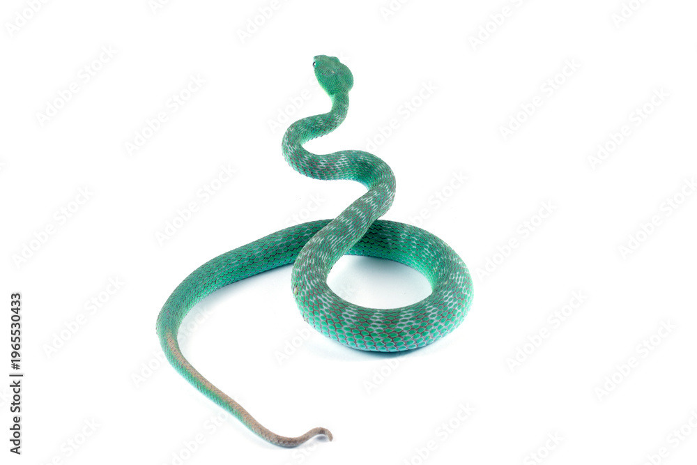 Obraz premium Detailed anatomy of blue pit viper isolated on white background, Trimeresurus insularis on isolated background, Indonesian pit vipers closeup 