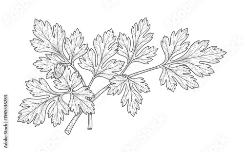 Black and white of parsley leaves white herb leaf plant green