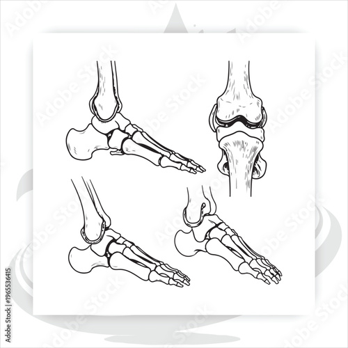 Anatomy of the Foot: A detailed illustration showcases the intricate skeletal structure of the foot, revealing the precise arrangement of bones and joints