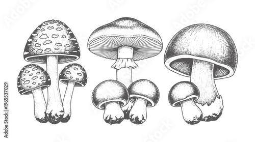 Three distinct groups of black and white mushroom fungi nature forest wild